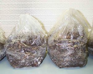After sterilisation (2 full hours!) the bags are allowed to cool down in the flowcabinet.