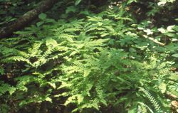 Adiantum pedatum (a fern)