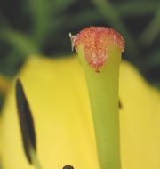 Grains of pollen on stigma of a lily