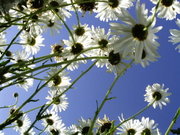 Daisies symbolize innocence in Western culture.