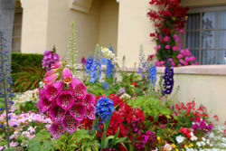 A flower garden