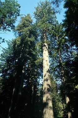 The coniferous Sequoia, the tallest tree species on earth