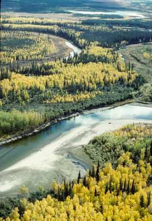 Aerial view of mixed aspen-spruce forest in Alaska