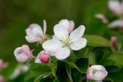 Flowers of a 'Fuji' apple, Australia