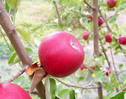 Red Apple