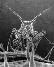 SEM image