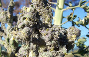 swarm of aphids on broccoli plant. Note that most of the aphids one sees in a plant infestation are juveniles.