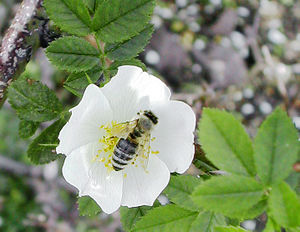 Honeybee (order Hymenoptera)