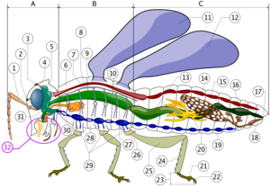Insect anatomy A- Head B- Thorax C- Abdomen 1. antenna 2. ocelli (lower) 3. ocelli (upper) 4. compound eye 5. brain (cerebral ganglia) 6. prothorax 7. dorsal artery 8. tracheal tubes (trunk with spiracle) 9. mesothorax 10. metathorax 11. first wing 12. second wing 13. mid-gut (stomach) 14. heart 15. ovary 16. hind-gut (intestine, rectum & anus) 17. anus 18. vagina 19. nerve chord (abdominal ganglia) 20. Malpighian tubes 21. pillow 22. claws 23. tarsus 24. tibia 25. femur 26. trochanter 27. fore-gut (crop, gizzard) 28. thoracic ganglion 29. coxa 30. salivary gland 31. subesophageal ganglion 32. mouthparts