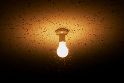 Flies attracted to a light in summer