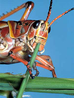 Lubber grasshopper